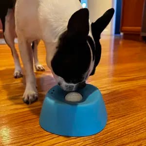 Customer photo review of Slow Feeder Dog Lick Bowl – No Spill & Non-Slip