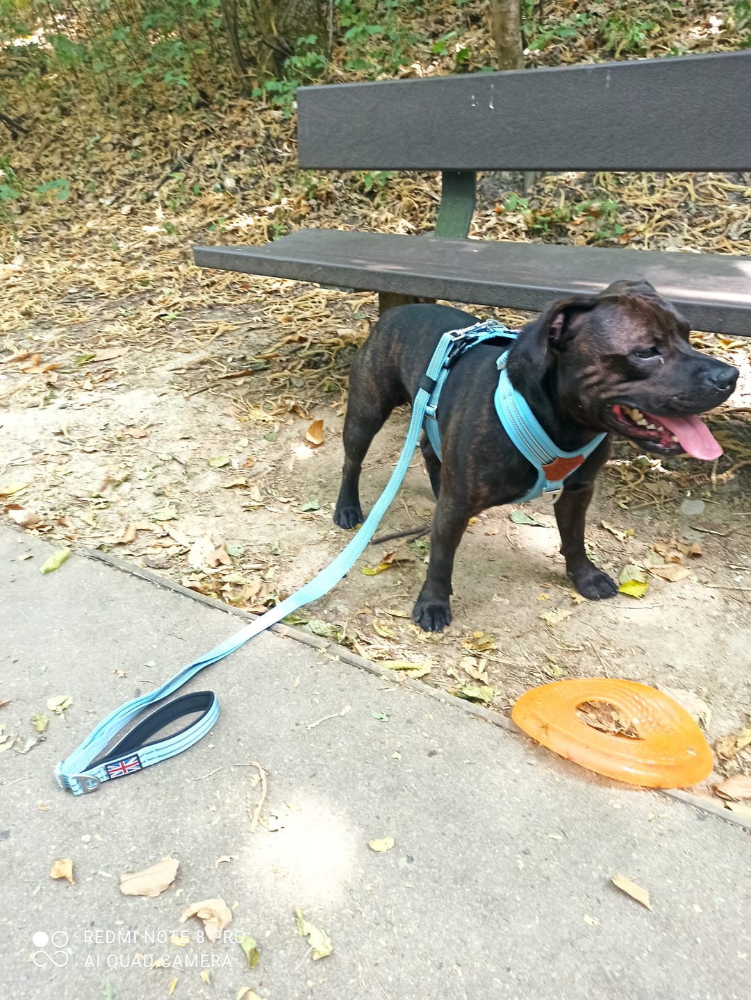 Customer photo review of Staffordshire Bull Terrier 1935® Harness & Leash Set - Burgundy