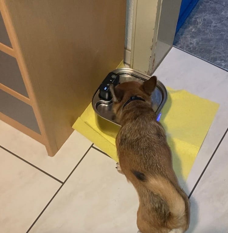 Customer photo review of PfotenBrunnen™ - Katzenwasserspender