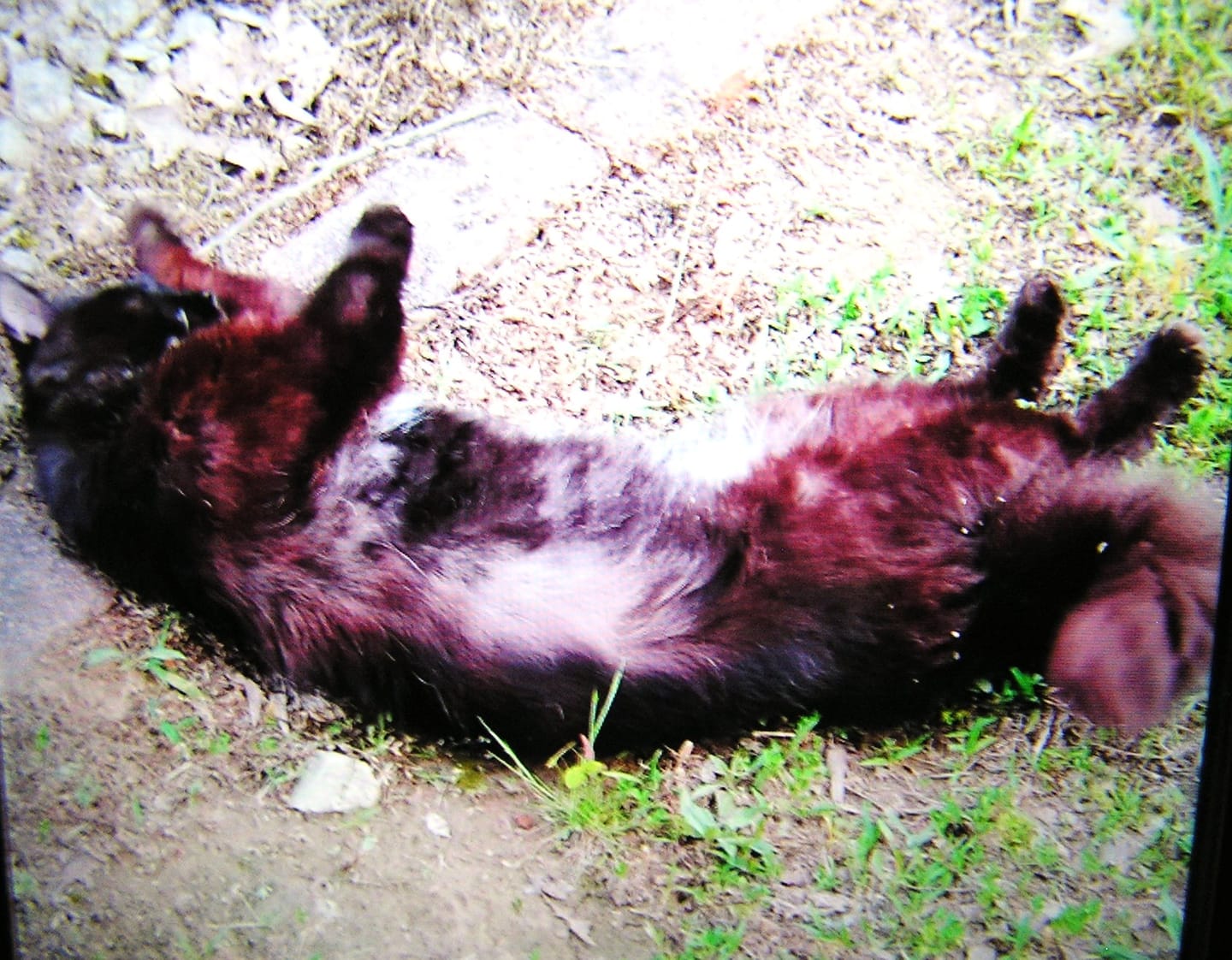 Customer photo review of GCP Flea & Tick Natural Defense for Cats - 100 Soft Chews