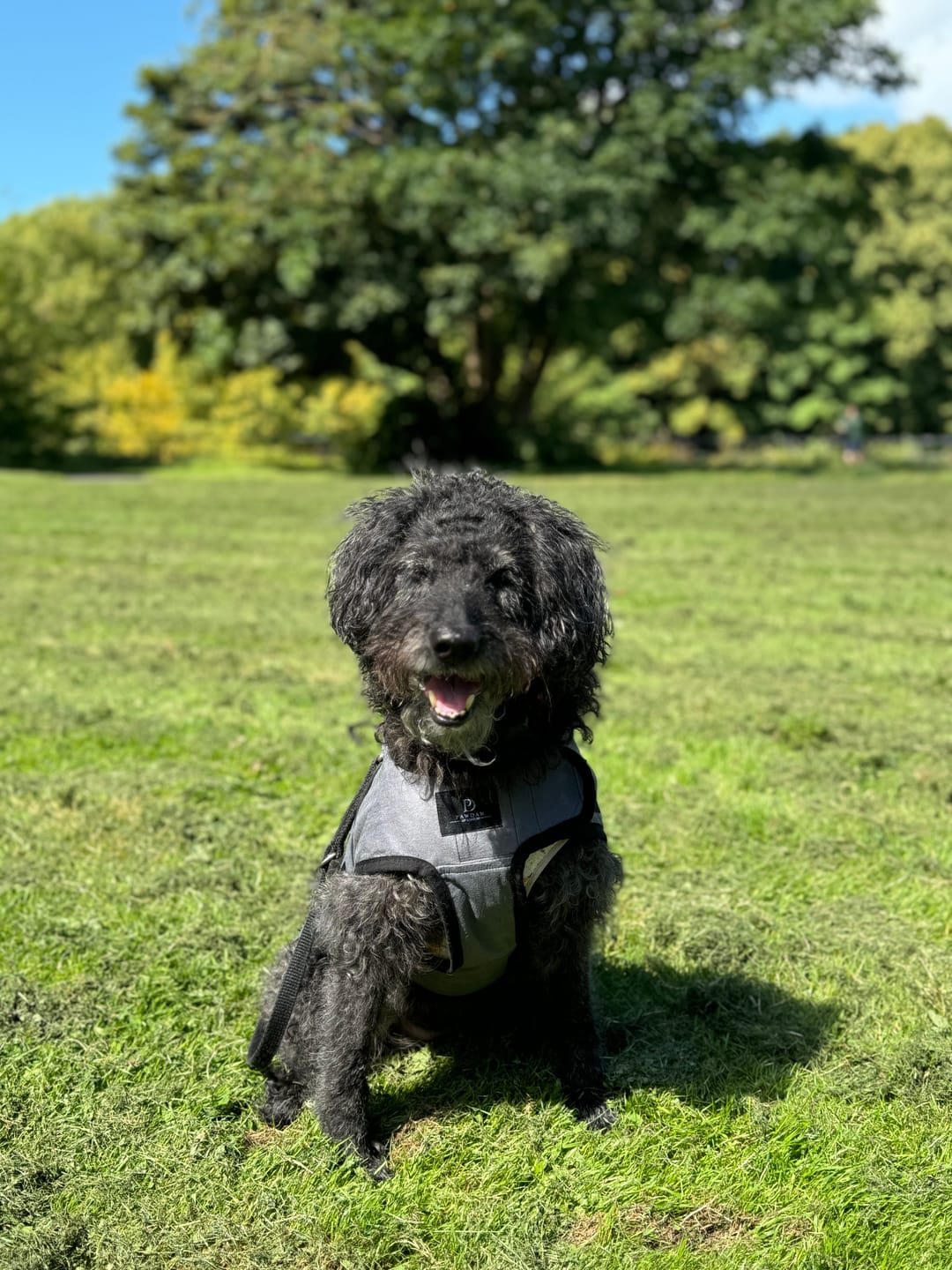Customer photo review of Luxury Dog Cooling Coat