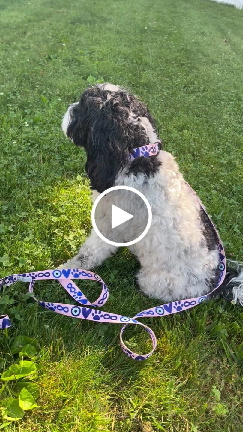 Customer video review of Pink Dog Leash and Collar - I Love Dogs to Infinity