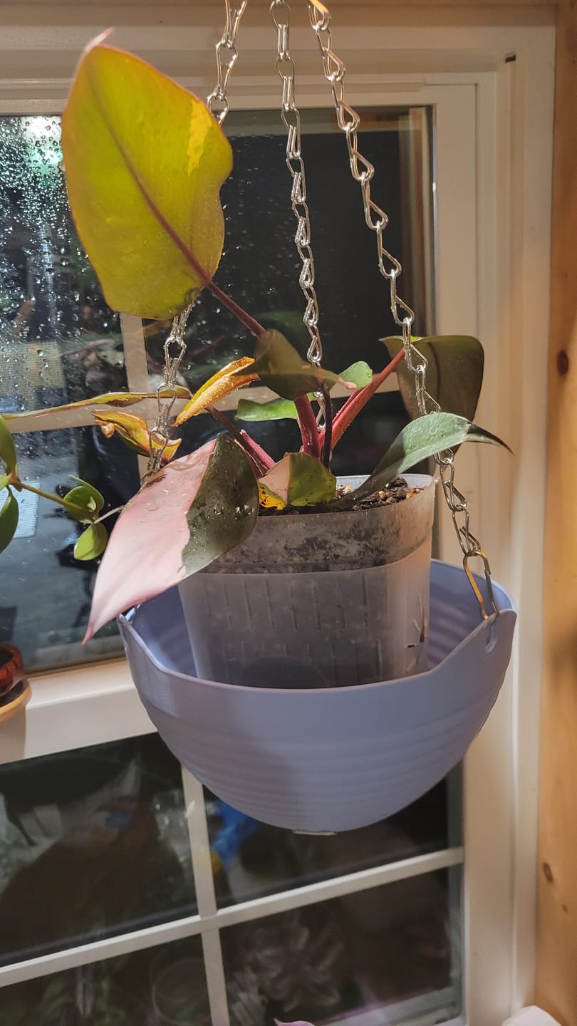 Customer photo review of Philodendron Pink Princess - 4"