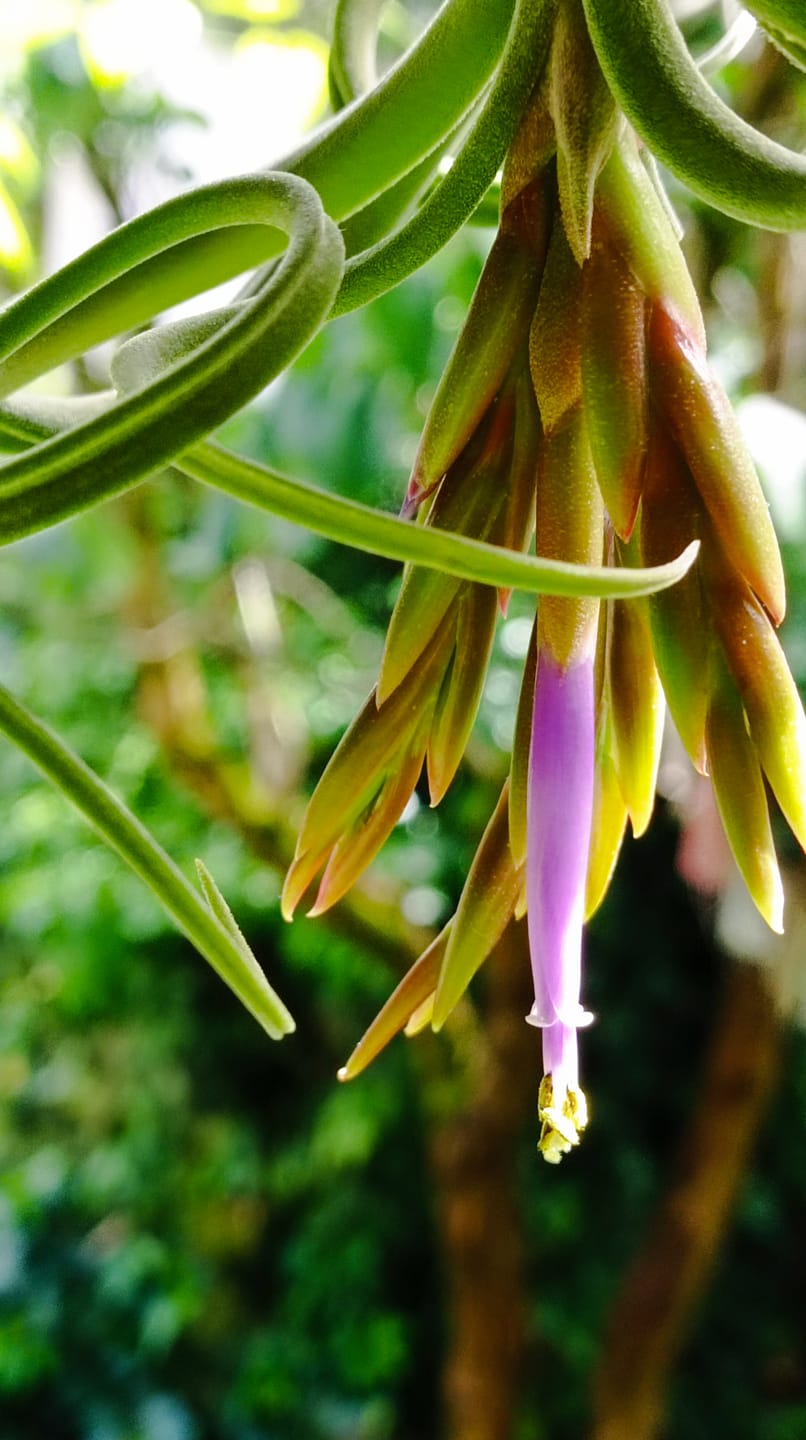 Customer photo review of Tillandsia caput medusae