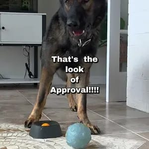 Customer photo review of Slow Feeder Dog Lick Bowl – No Spill & Non-Slip
