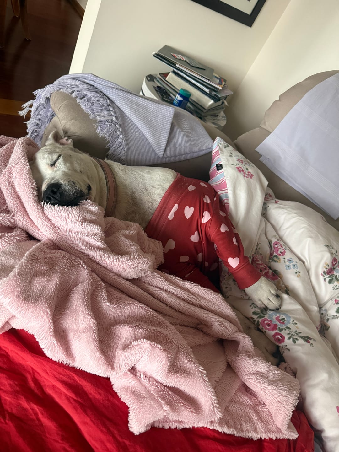 Customer photo review of Dog Pajama - Red Hearts