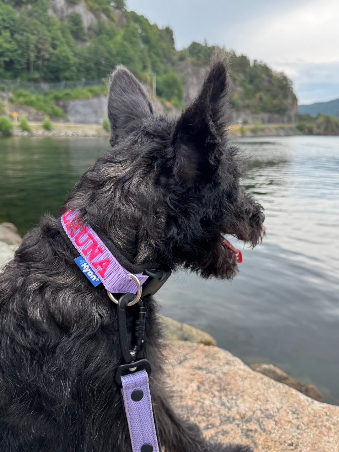 Customer photo review of Personalised Dog Collar with Name - Fleece - M | 3.5 cm width