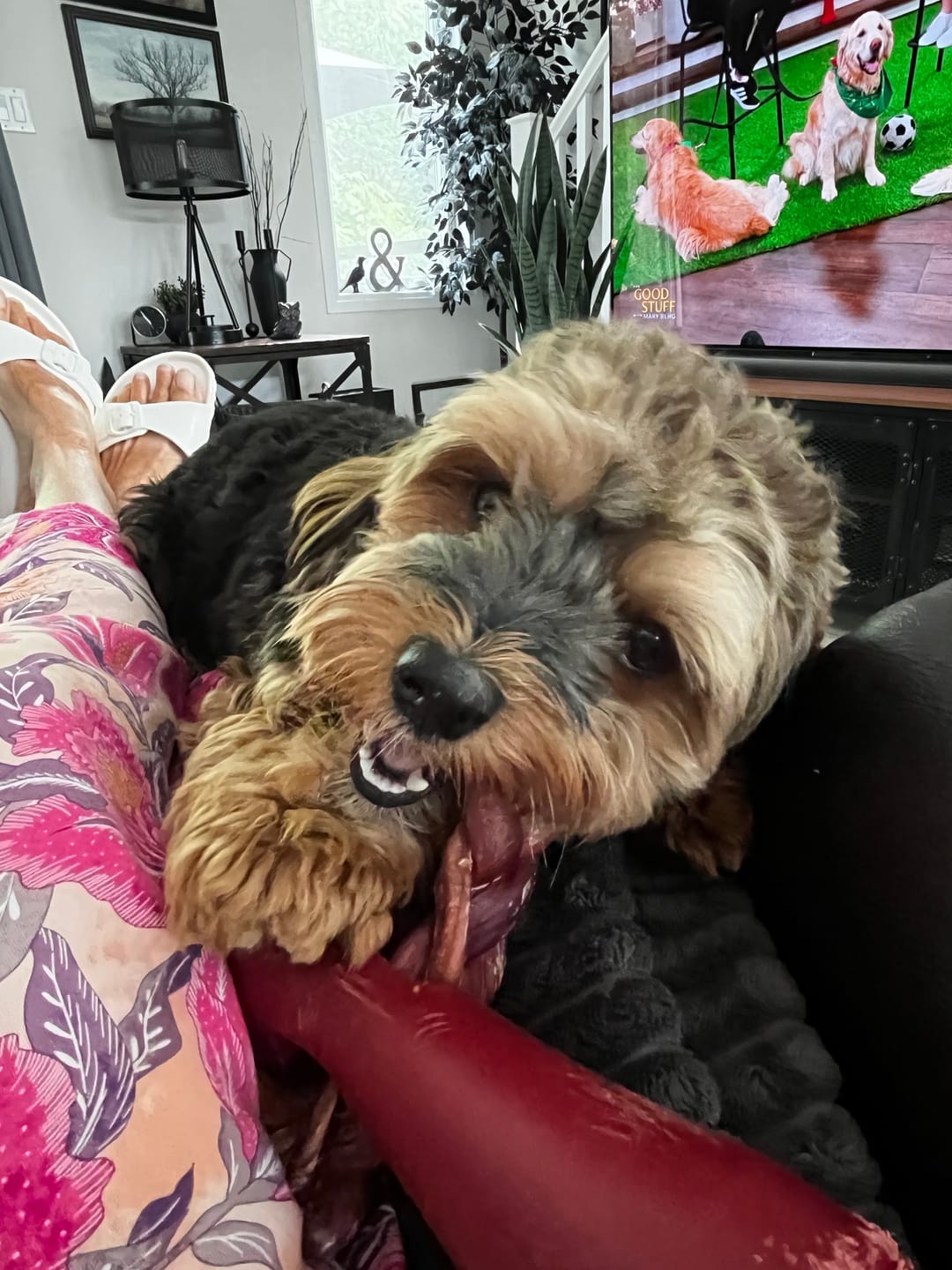 Customer photo review of 6 Inch Jumbo Braided Bully Stick
