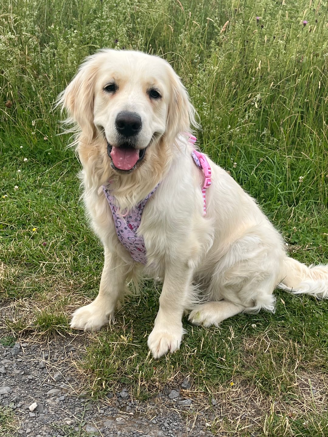 Customer photo review of Disney© Tough Trails™ Harness - Piglet