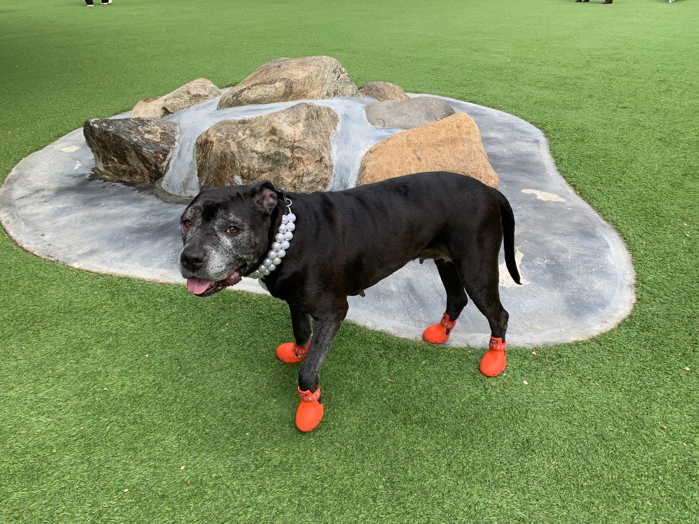 Customer photo review of WagWellies® Sport