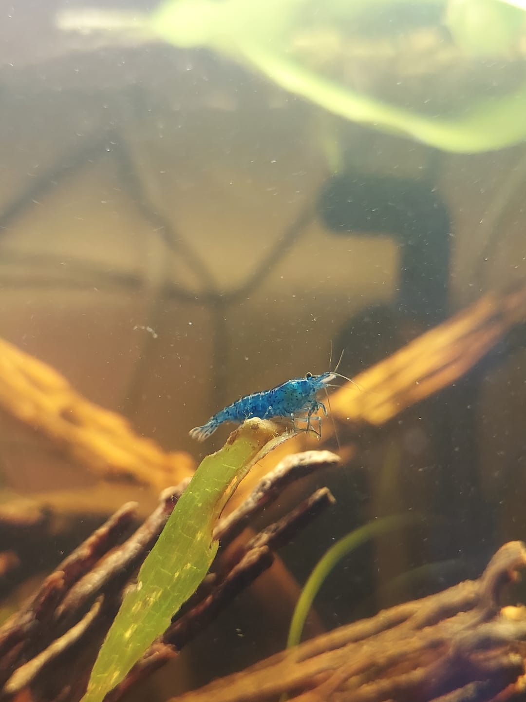 Customer photo review of Blue Dream Shrimp