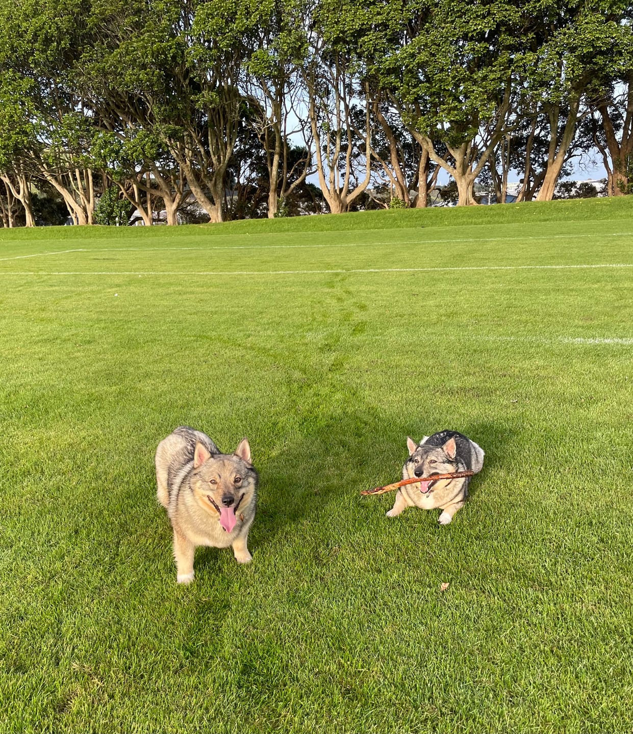Customer photo review of NexGard SPECTRA for Medium Dogs 7.6-15kg