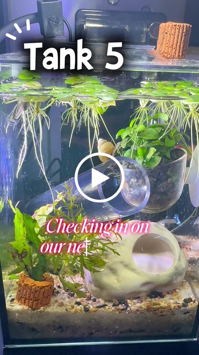 Customer video review of White Tiger Guppy Fish