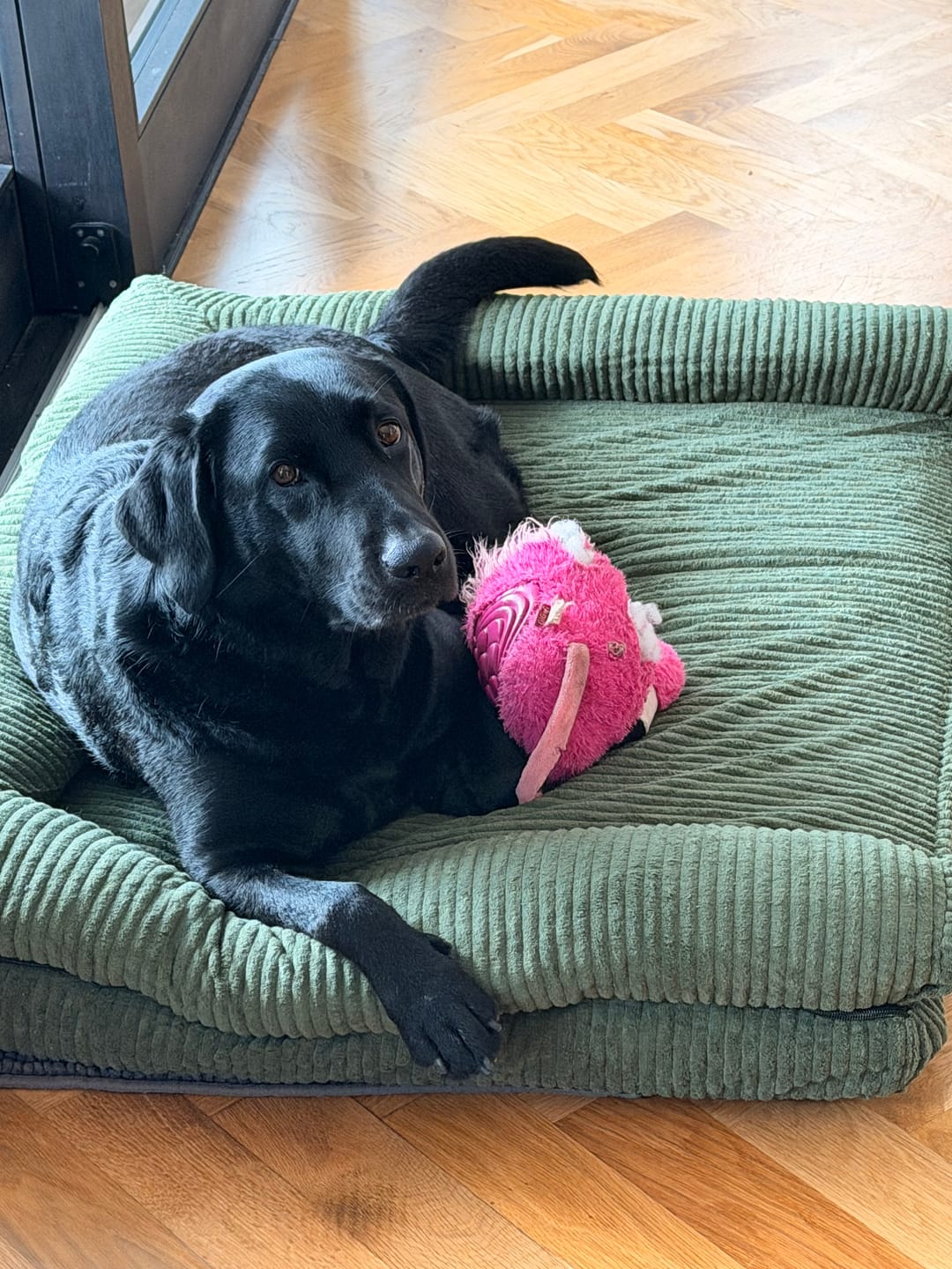 Customer photo review of Pet Bed Non Slip Dog Mat Orthopedic Sofa  Cushion Washable Removable