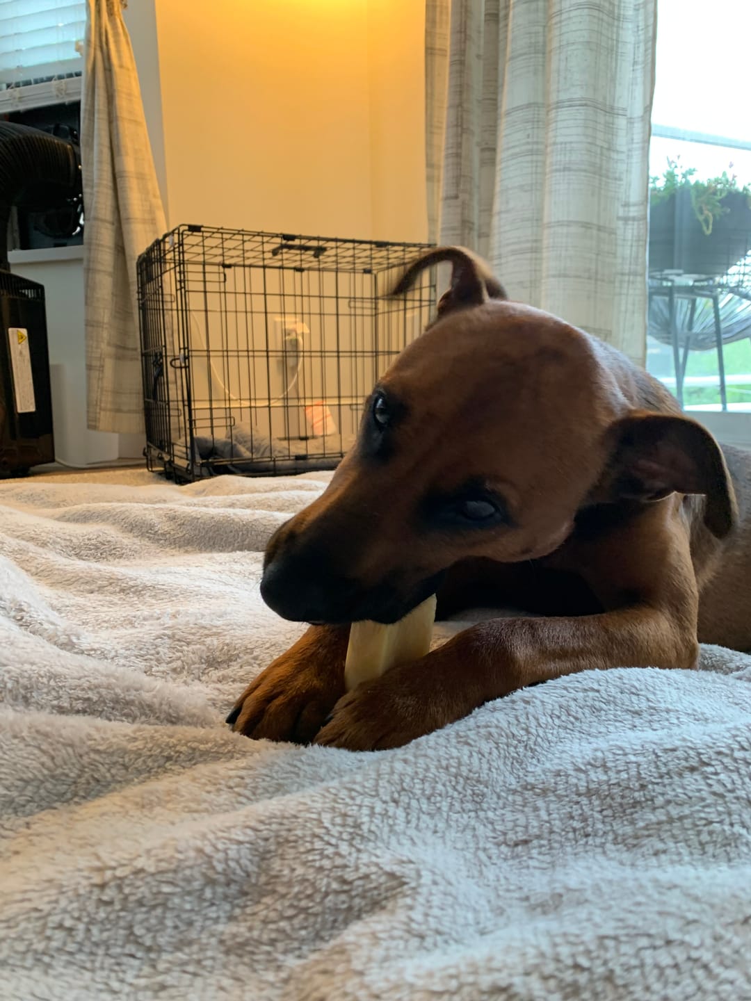 Customer photo review of Himalayan Yak Chew (LARGE)