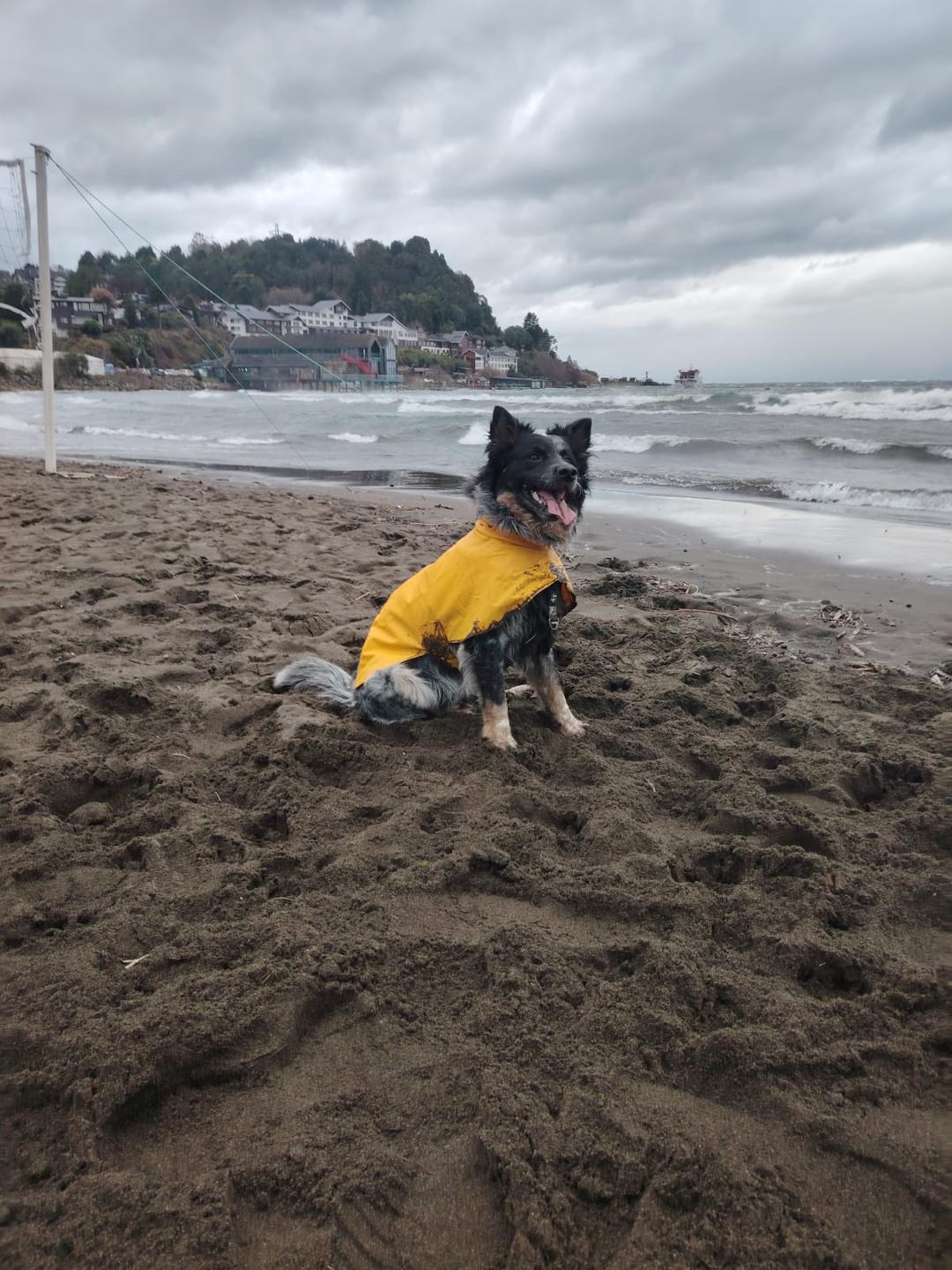 Customer photo review of Impermeable para perros Fitz Roy — Amarillo