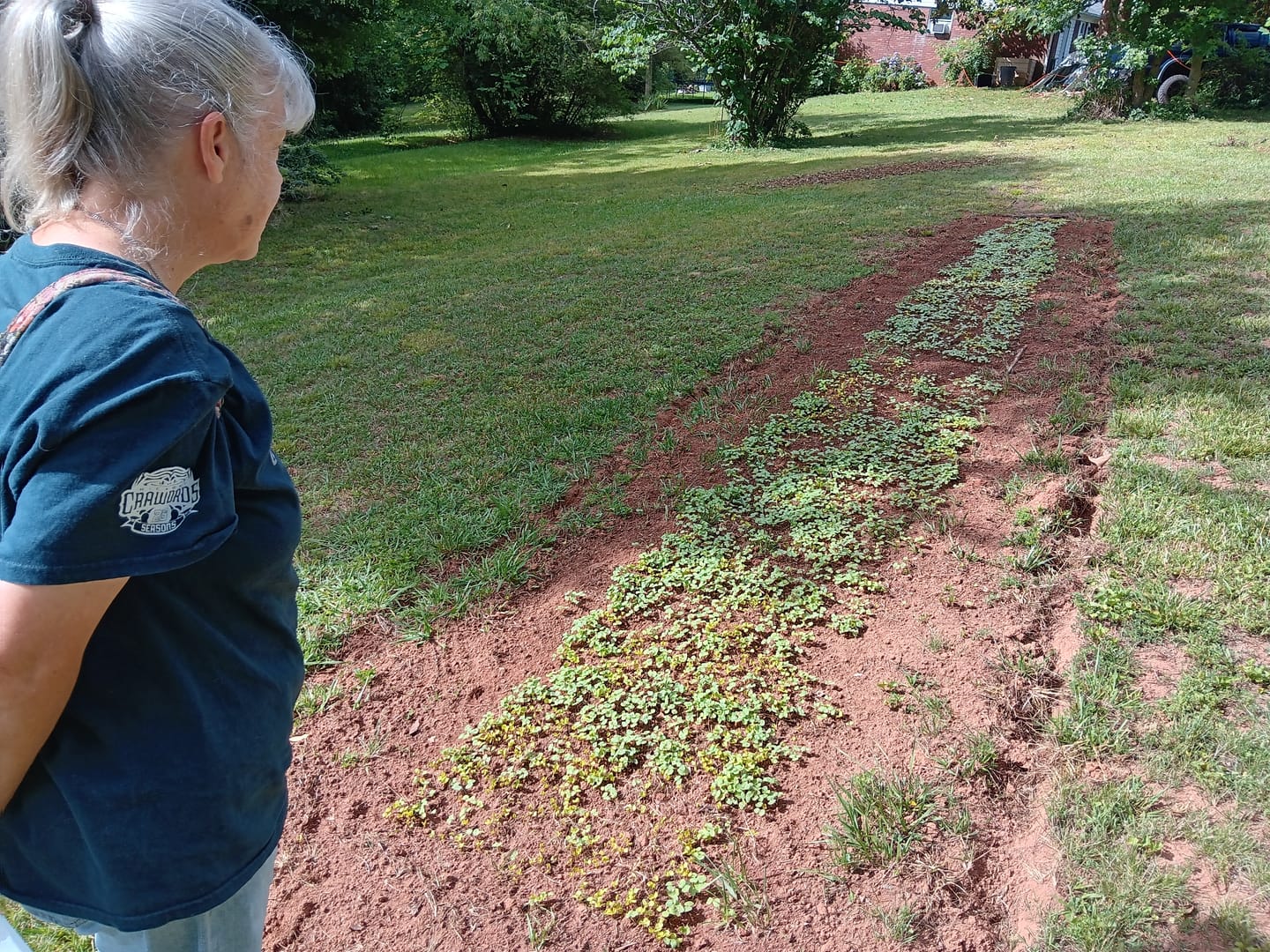 Customer photo review of Domain Pounder - Buckwheat Food Plot Seed