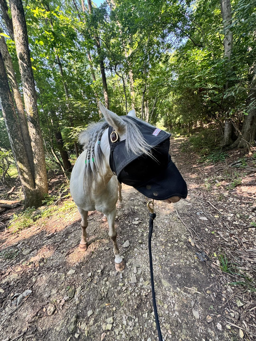 Customer photo review of Solar Vizor Fly Mask - With Nose Protection - NEW STYLE