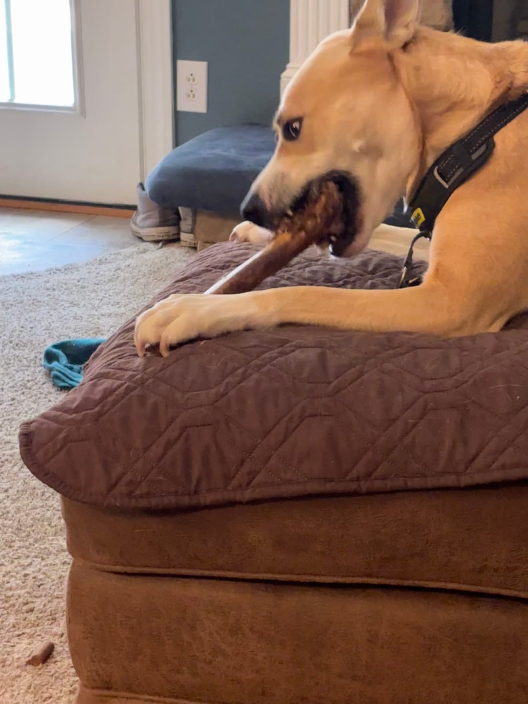 Customer photo review of Medium Ostrich Cane (10" x 3"): The Long-Lasting, Flavor-Packed Chew for Medium & Large Dogs