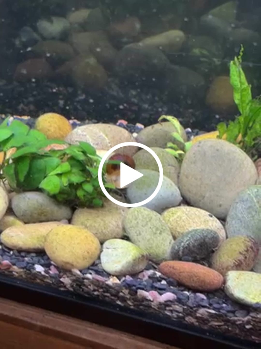 Customer video review of Albino Mystery Snail