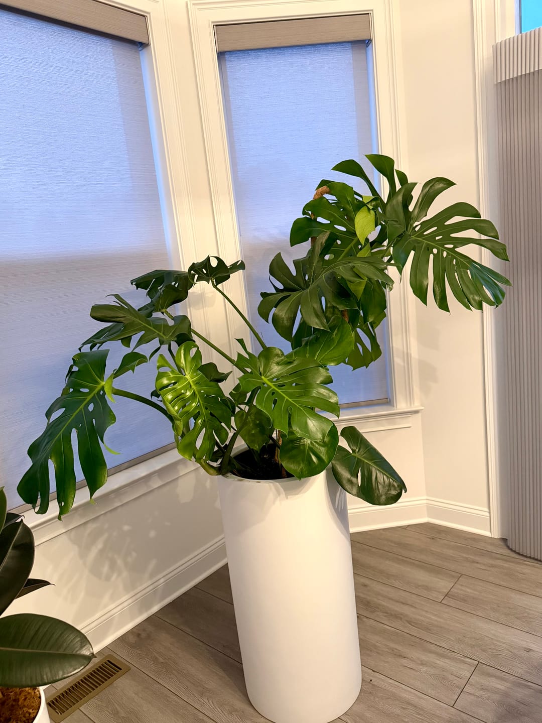 Customer photo review of Monstera Deliciosa, Swiss Cheese