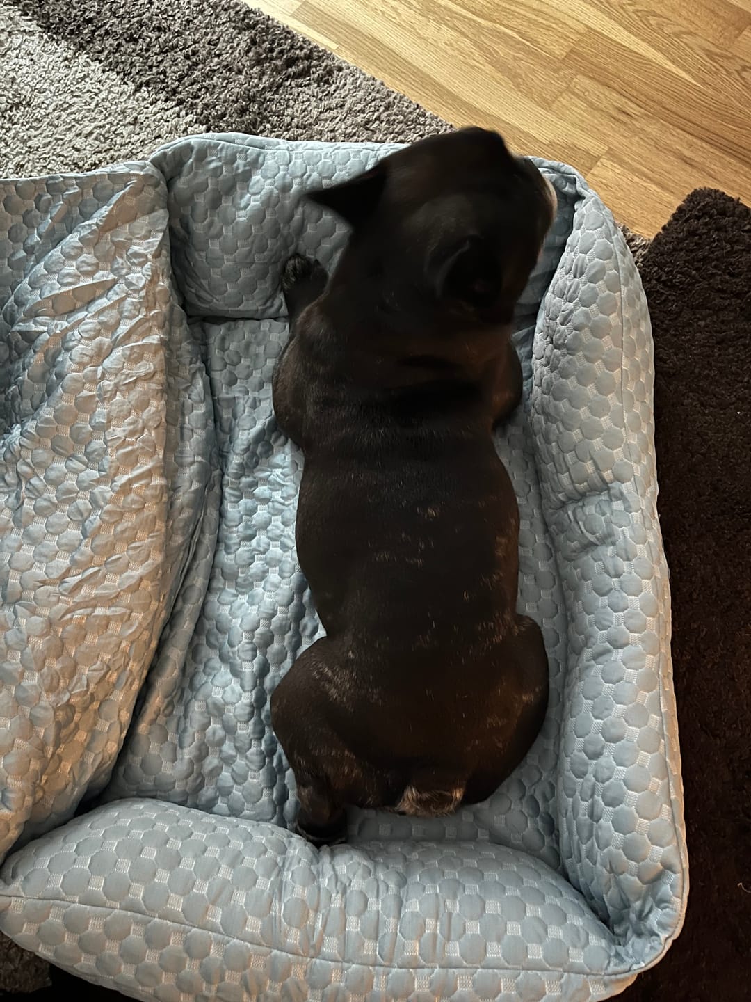 Customer photo review of Frostcore™ Dog Cooling Car Seat Beds