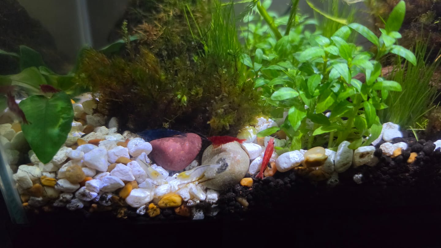 Customer photo review of Fire Red Cherry Shrimp