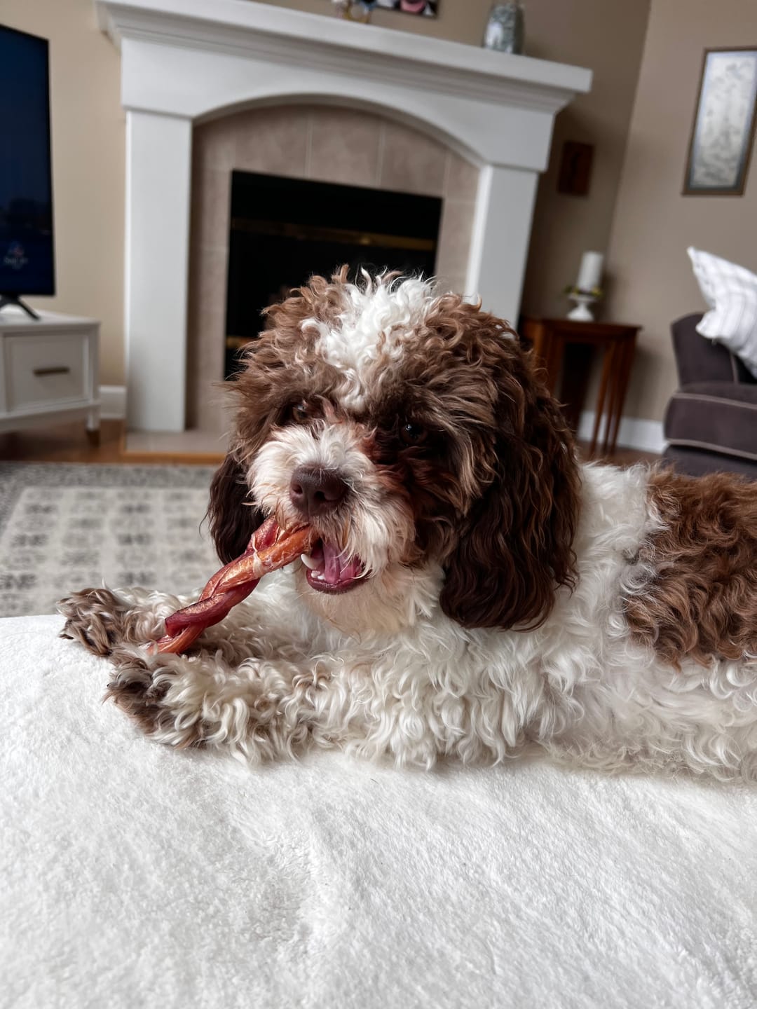 Customer photo review of 6-Inch Braided Bully Sticks — Triple-Twisted, 100% Beef, Lasts 3x Longer
