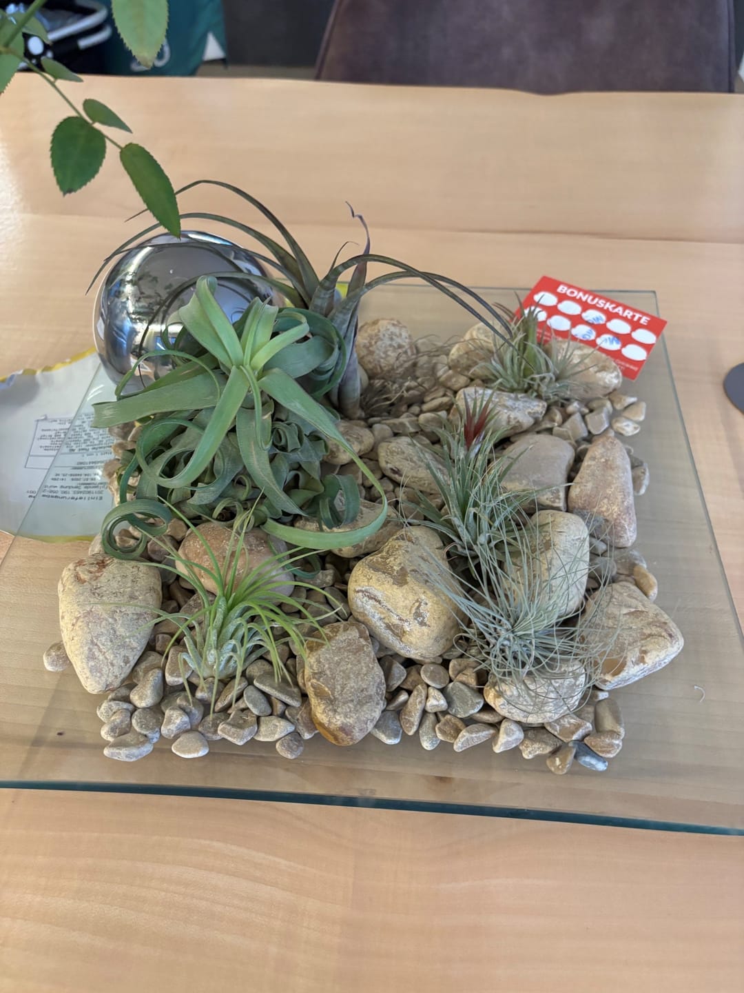 Customer photo review of Tillandsia Ionantha 'druid'