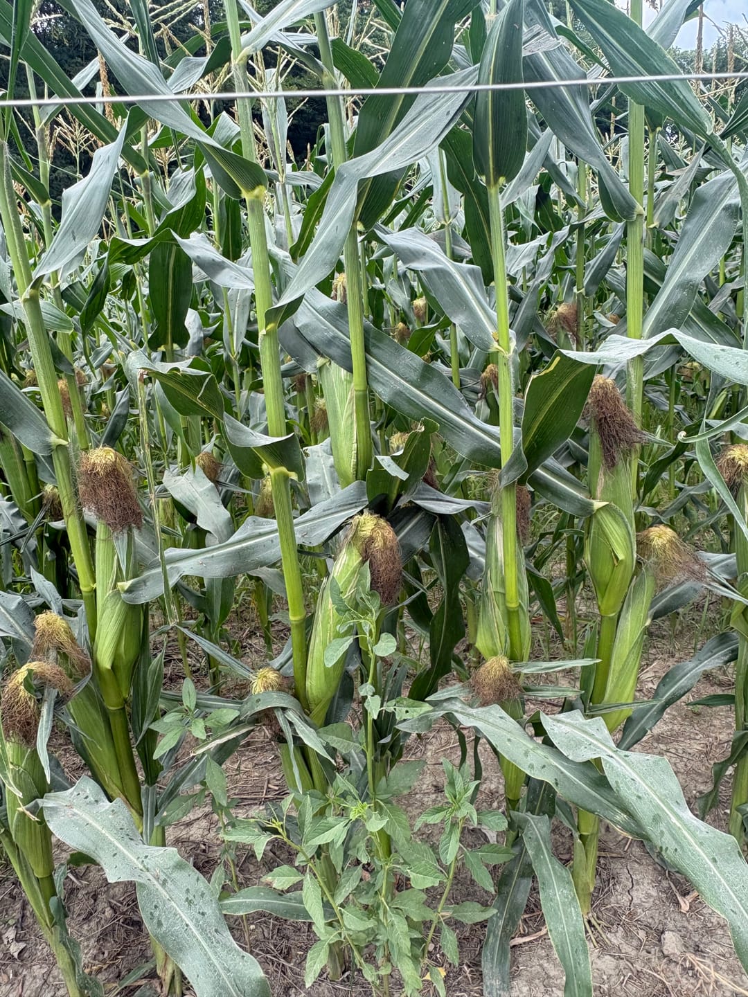 Customer photo review of *Quick Trip Attribute II Sweet Corn (Roundup Ready)