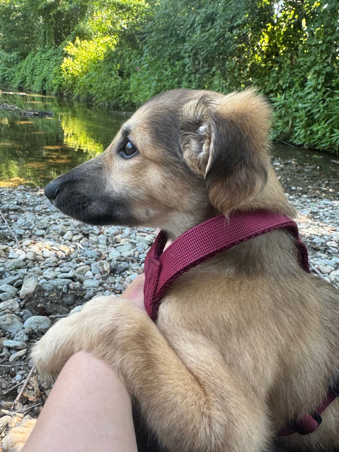 Customer photo review of Windhundgeschirr FUN Welpe/Windspiel "Bordeaux"