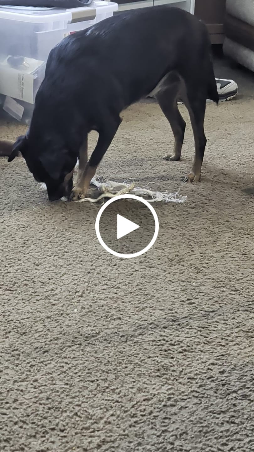 Customer video review of Ostrich Tendon Twister (16" x 2.5" x 1"): The Satisfying, All-Natural Chew for Dental Health & Joint Support