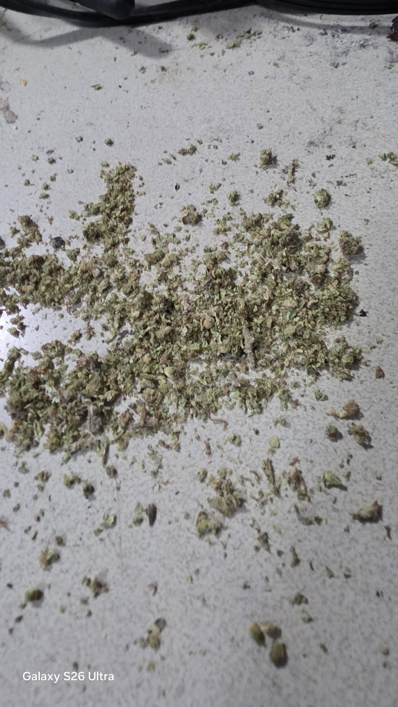 Customer photo review of Blueberry Muffins Littles - Bulk Littles - Indica