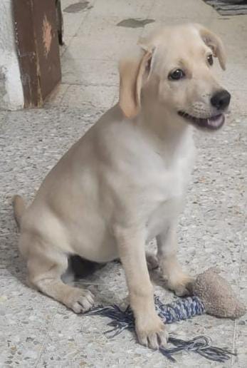 Customer photo review of CT9589 1 Pieza De Juguete De Cuerda Y Peluche Con Diseño de Oso Para Mascota