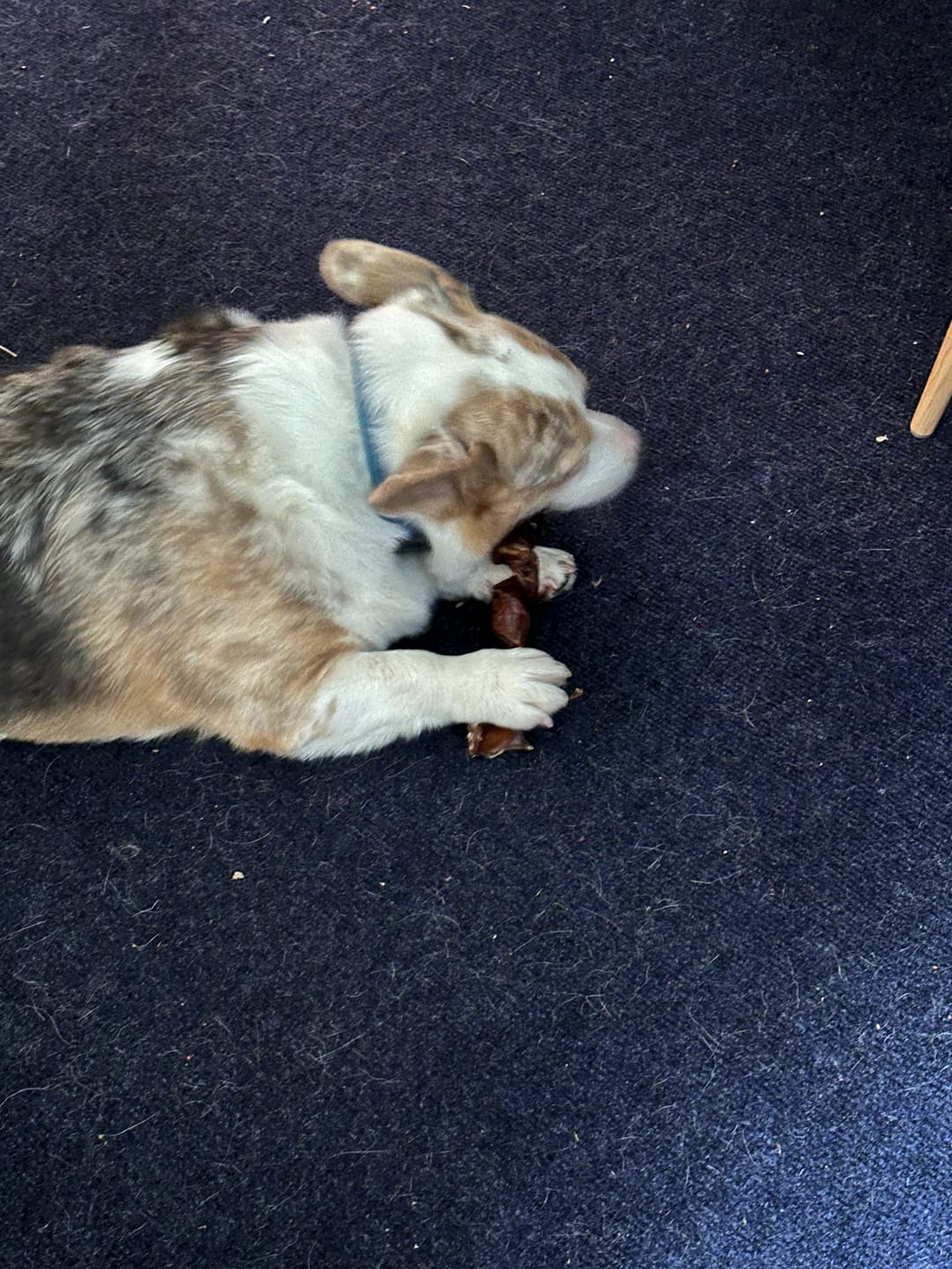 Customer photo review of Beef Gullet Springs 7-8" Long-Lasting Dental Dog Chews