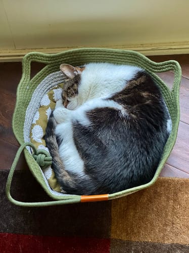 Customer photo review of Instinct Basket | Meet the first research-backed natural territory for indoor cats