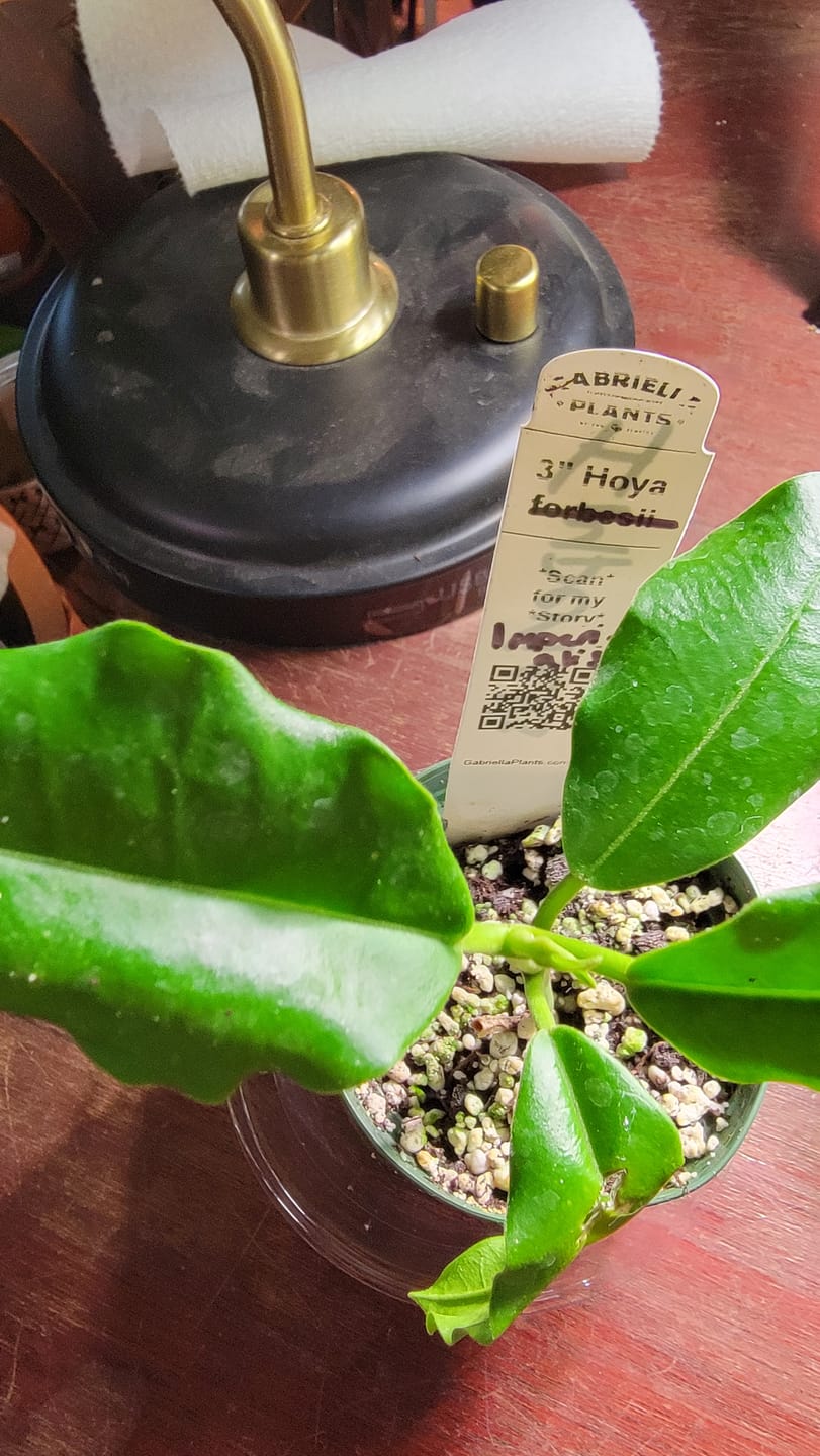 Customer photo review of Hoya imperialis
