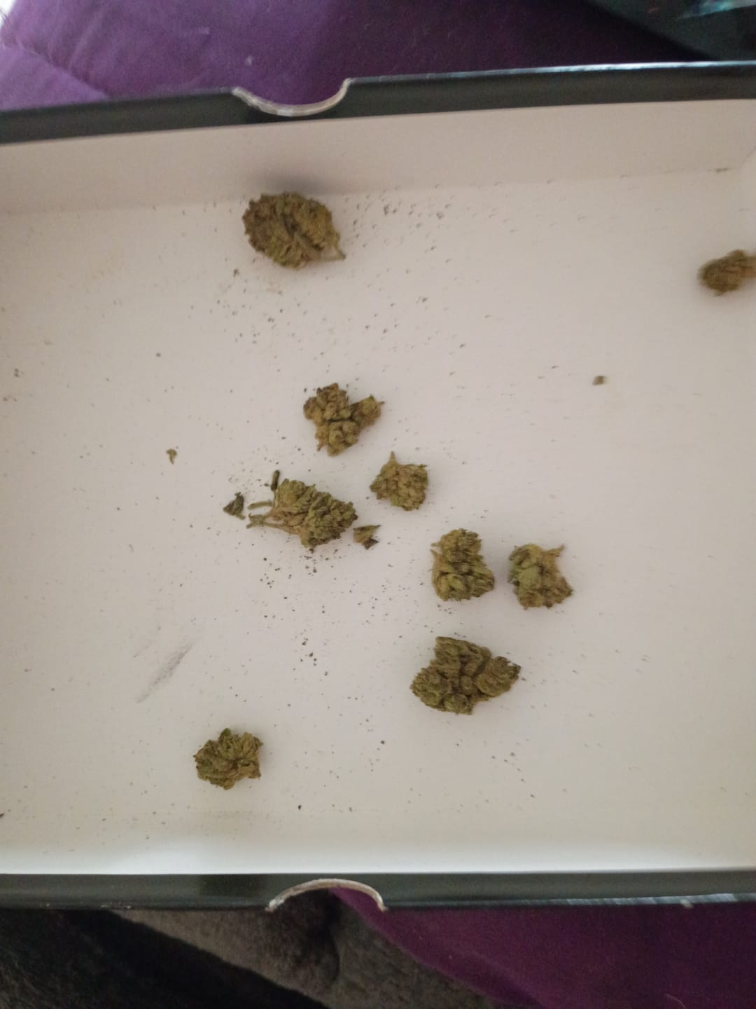 Customer photo review of Cotton Candy - Hybrid