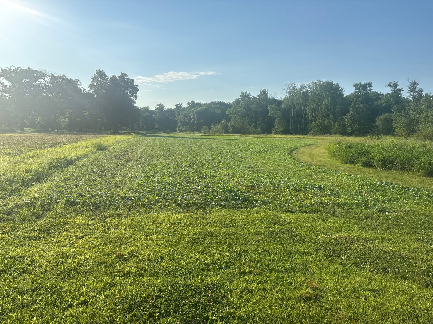 Customer photo review of Motherload™ Food Plot Seed