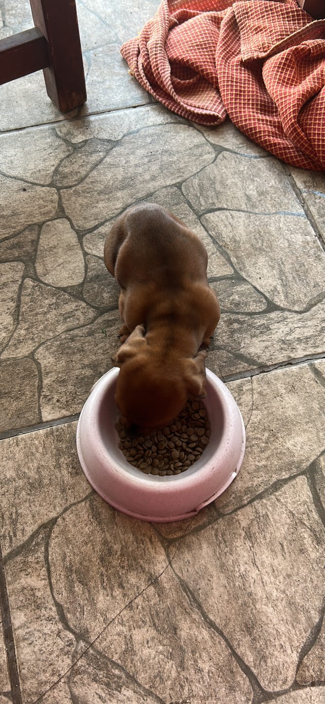 Customer photo review of PetFamily Foods Cachorros