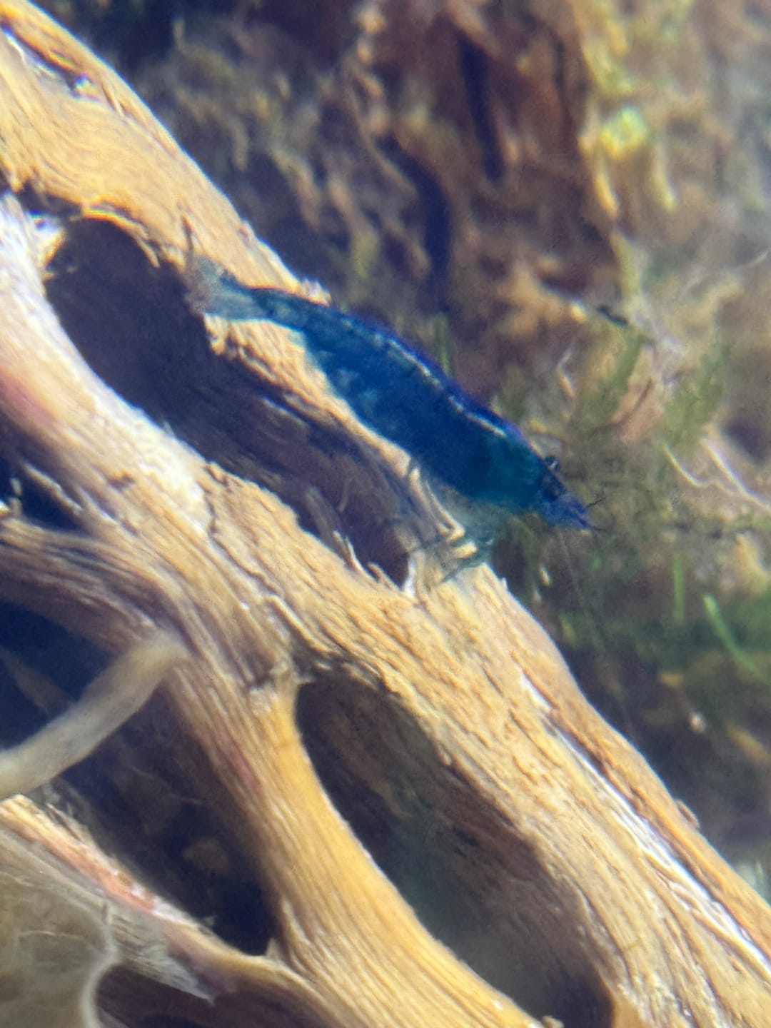 Customer photo review of Blue Dream Shrimp