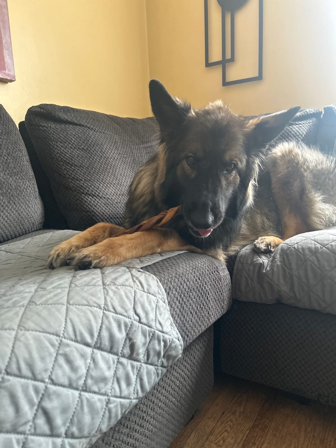 Customer photo review of 12 Inch Jumbo Braided Bully Stick