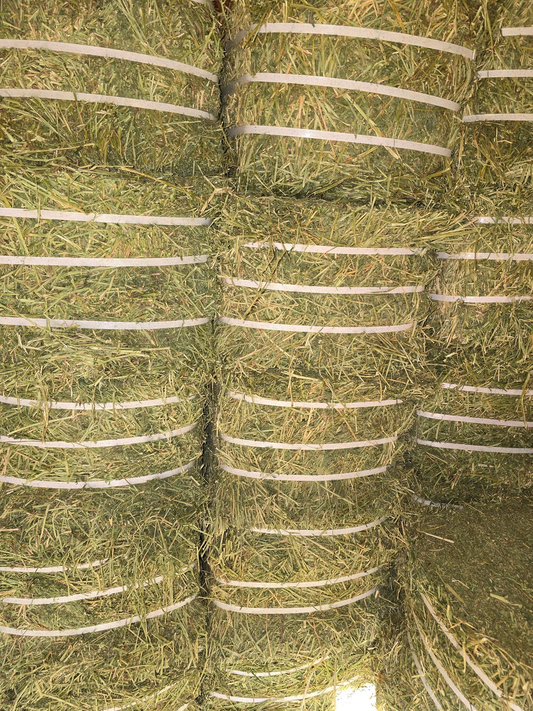 Customer photo review of Western Steamed Alfalfa (Click here for Qty Discount) - 18 Bale Bundle! Includes delivery and ground level stacking with our forklift too!