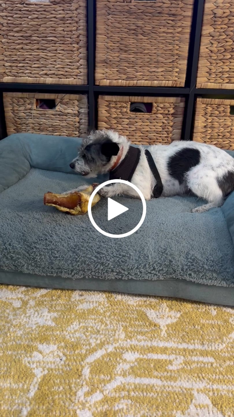 Customer video review of Chewy Ostrich Whole Gizzard: The Protein & Omega-3 Rich, Natural Dog Chew Treat
