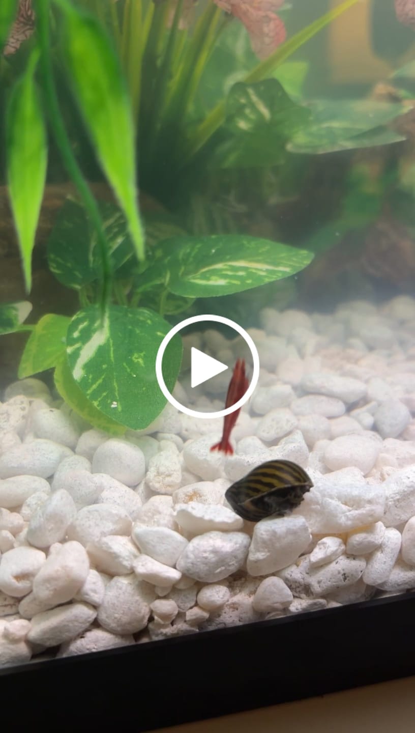 Customer video review of Fire Red Cherry Shrimp