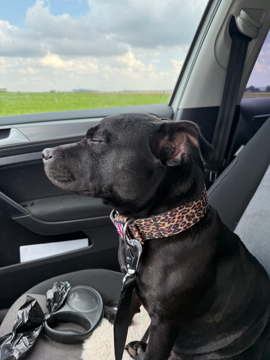 Customer photo review of Staffordshire Bull Terrier 1935® Nylon Collar - Leopard
