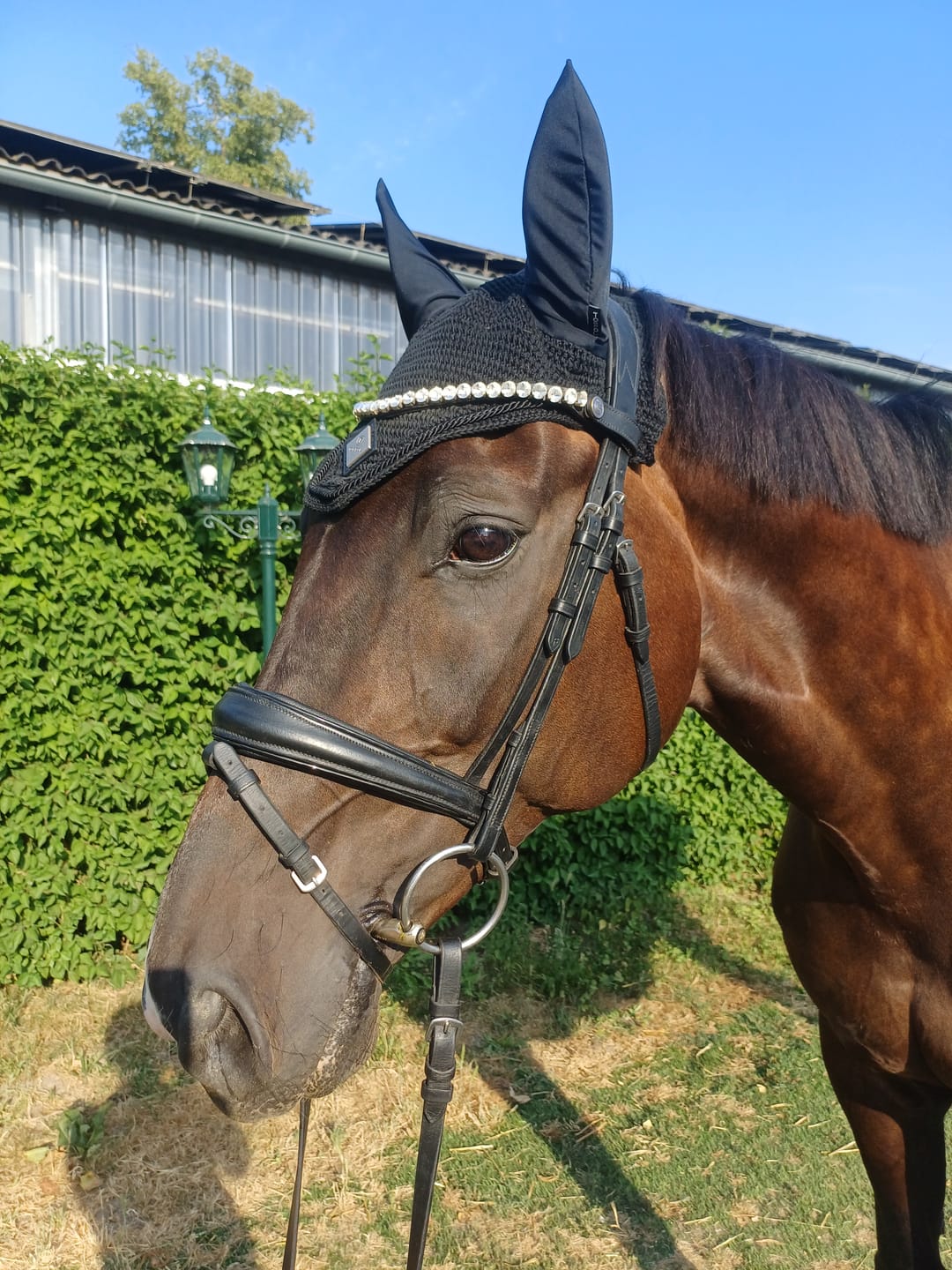 Customer photo review of TORPOL® Fliegenhaube Classic Earnet