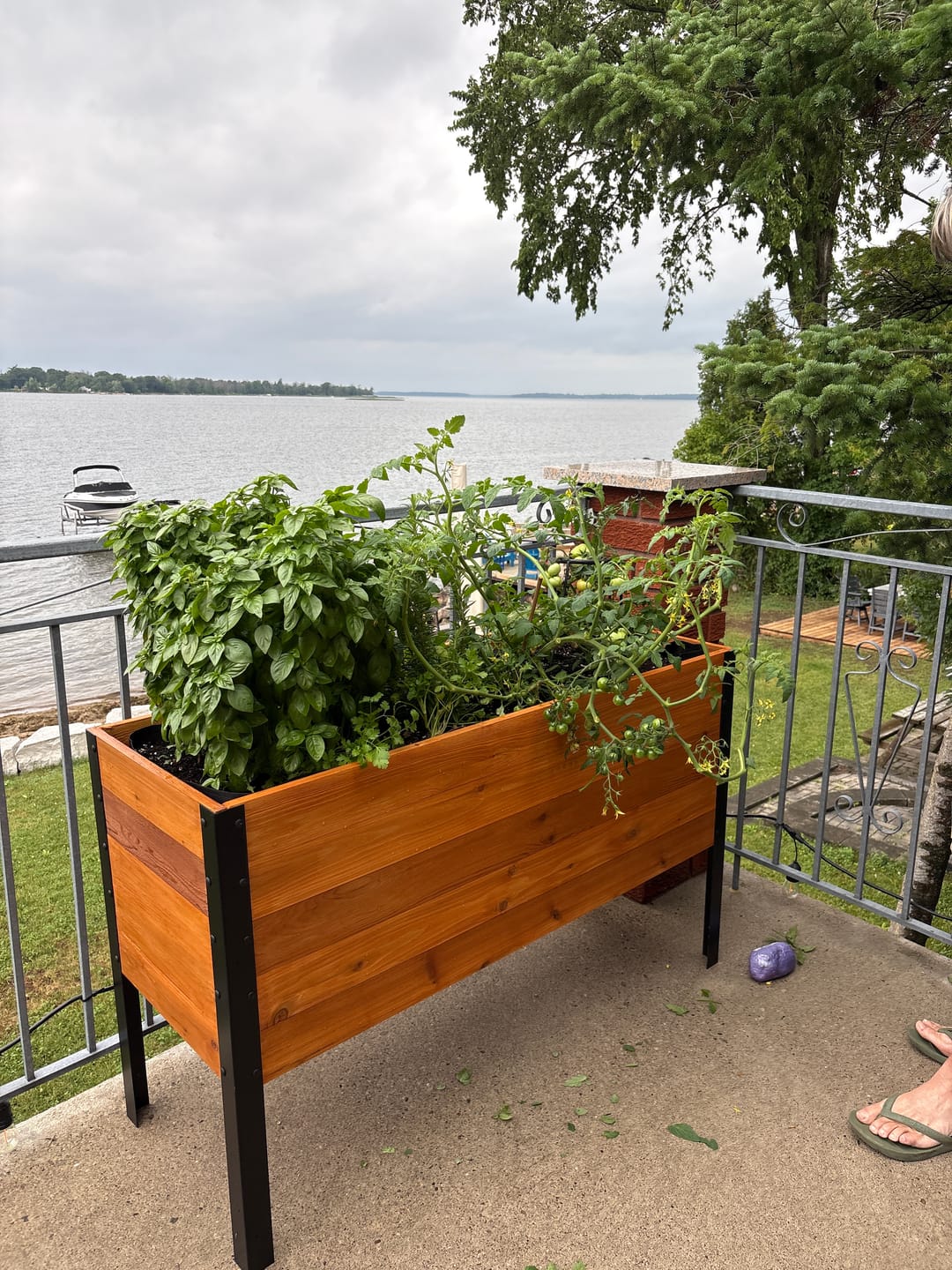 Customer photo review of 18" x 48" Raised Garden Bed - 30" TALL - Select Grade