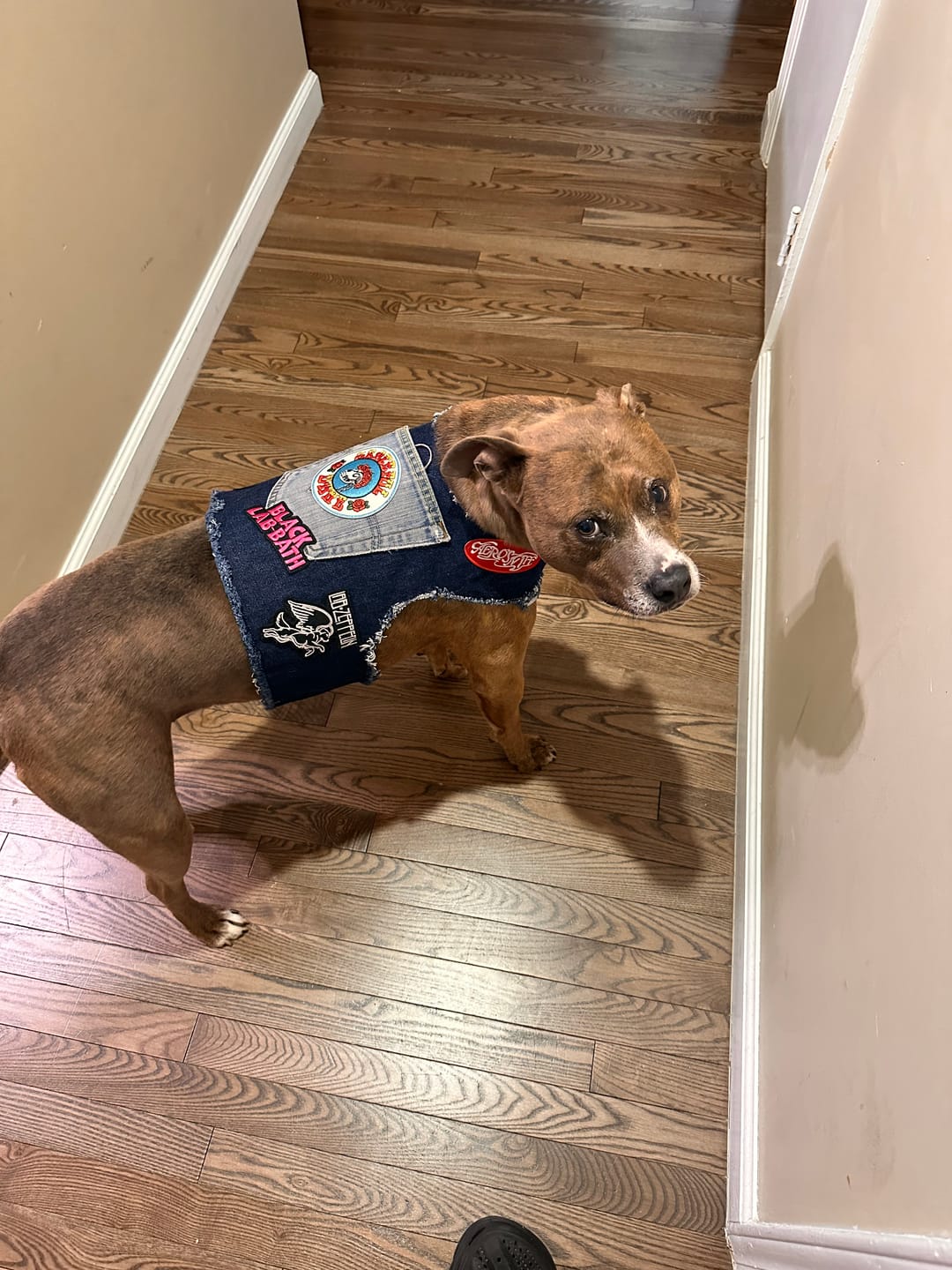 Customer photo review of Ruff & Roll Denim Dog Harness- 13 oz. Double Denim/ American Heritage Craft
