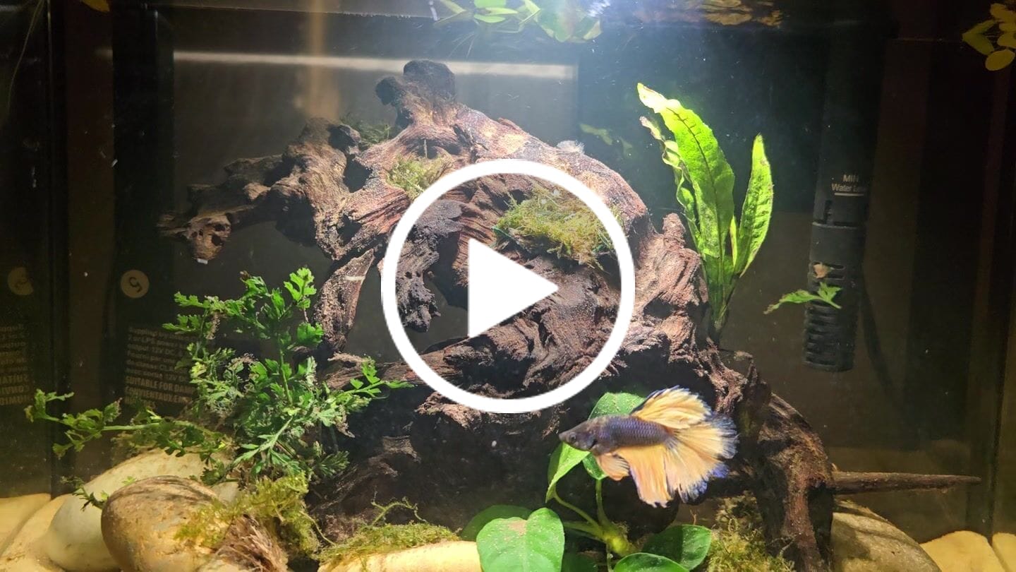 Customer video review of Halfmoon Blue Mustard Betta Fish (Male)